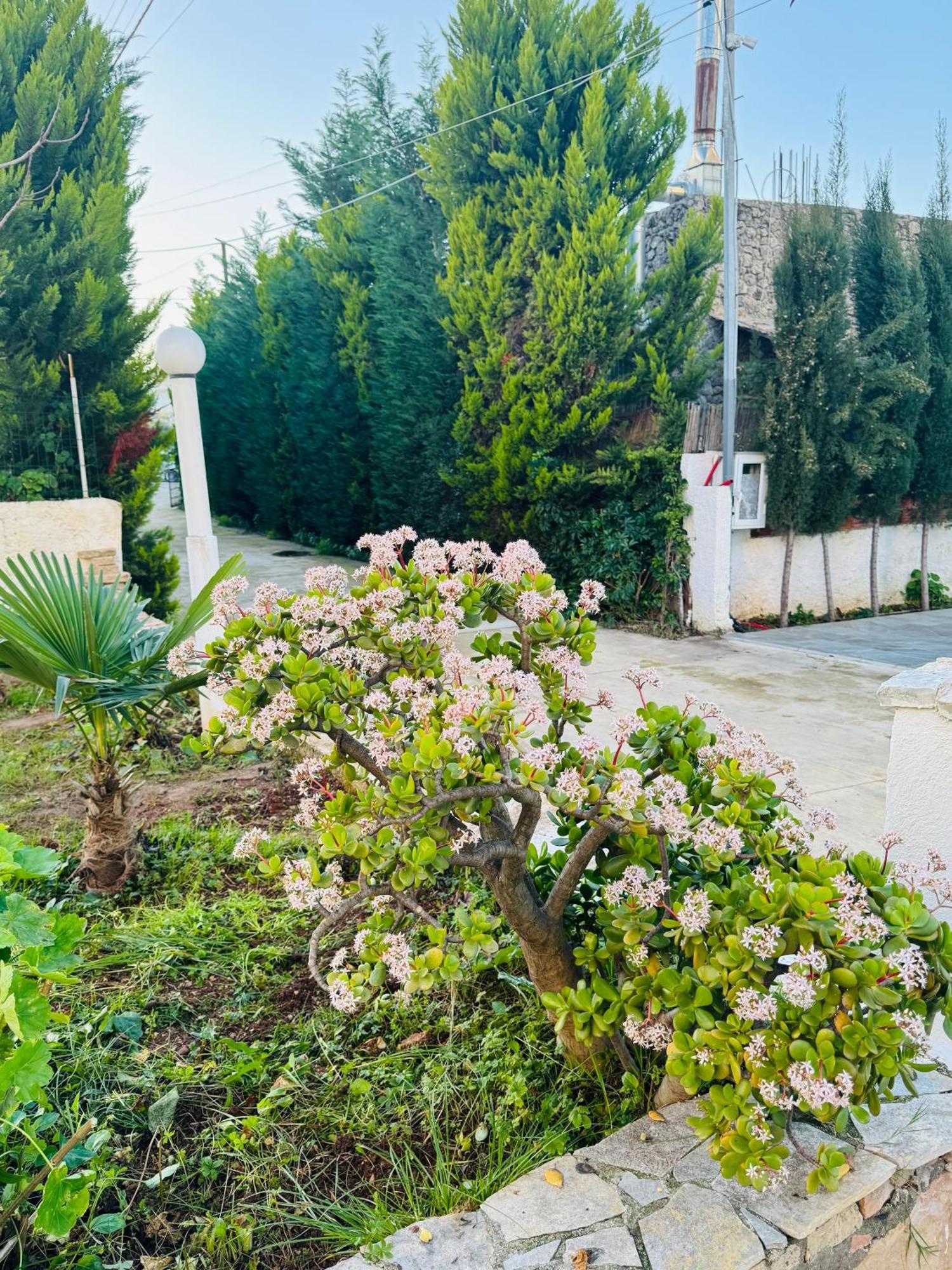 Central Garden Residence Sofia - Free Parking Ksamil Ngoại thất bức ảnh